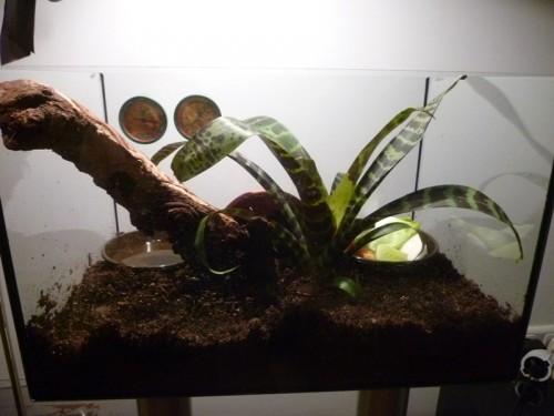 Terrarium . 2.jpg