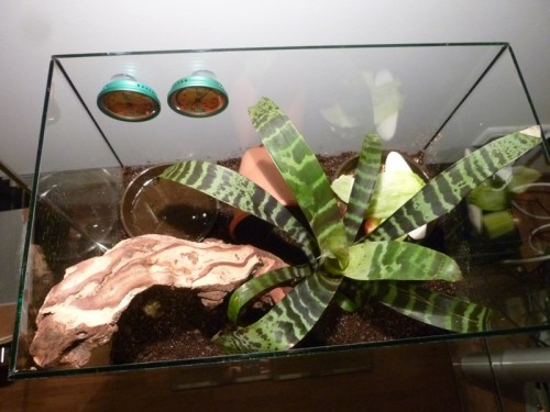 Terrarium 2 . 2.jpg