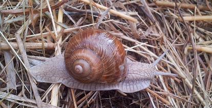 Weinbergschnecke 1.jpg