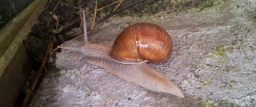 weinbergschnecke444.jpg