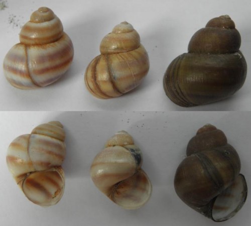schnecke_michna.jpg