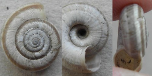 schnecke_x_michna.jpg