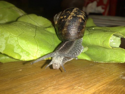 270520131862 - Kopie.jpg