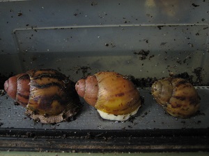 Babie unbekannt Vergleich.jpg