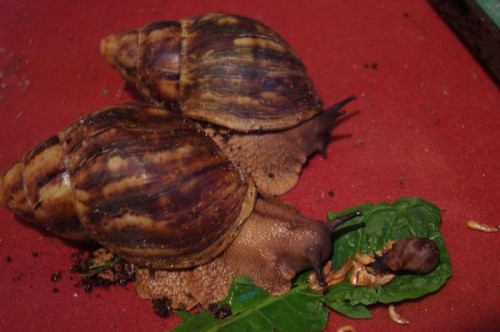 Miniovum mit Eltern1.jpg