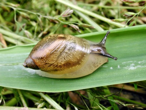 Schnecke.jpg