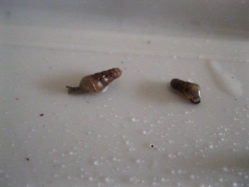 Rumina Babys.JPG