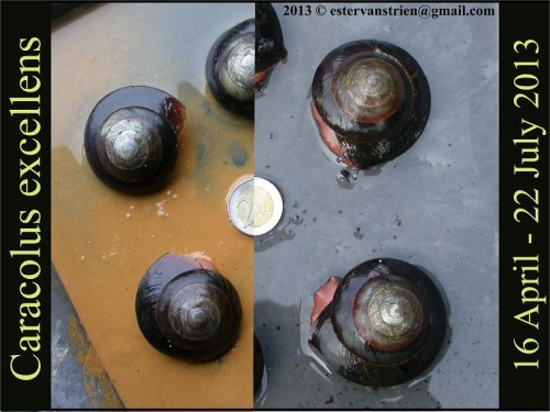 Pleurodonte size comparison 6 april 22 july-s.jpg