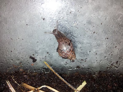 schnecke1.jpg