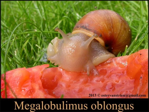 Megalobulimus oblongus 1s.jpg