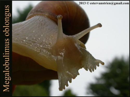 Megalobulimus oblongus 2s.jpg