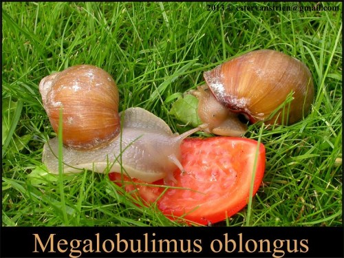 Megalobulimus oblongus 3s.jpg