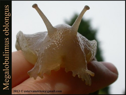 Megalobulimus oblongus 4s.jpg