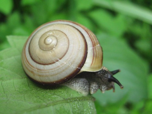 foto_vietnam_schnecke1.jpg