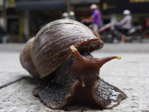 foto_vietnam_schnecke4.jpg