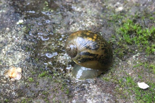 IMG_1010comp Wasserschnecke_1.jpg