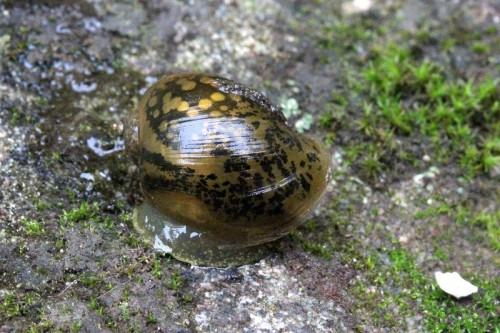 IMG_1003comp Wasserschnecke_2.jpg