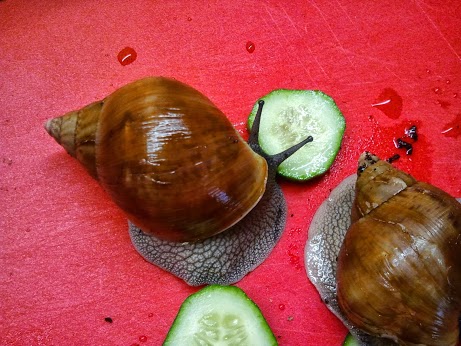 A. achatina.jpg