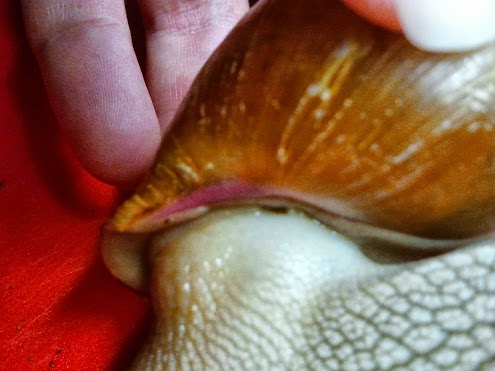 A. achatina 1.jpg