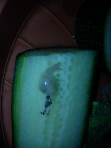 Handy 15.9.2013 045.jpg