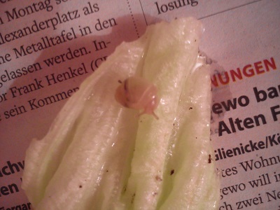 Handy 15.9.2013 053.jpg