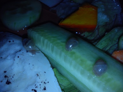 Handy 15.9.2013 047.jpg