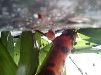 Handy 15.9.2013 020.jpg