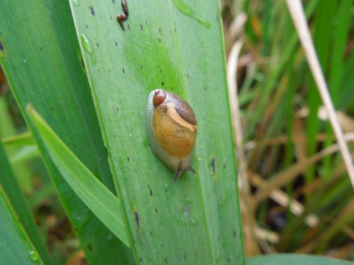 zweite Bernsteinschnecke.jpg