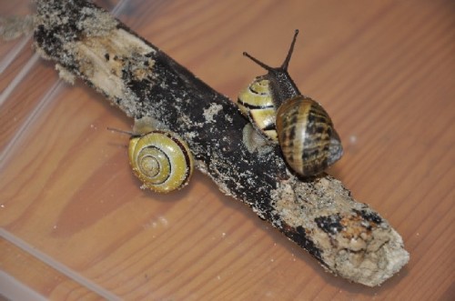 DSC_0396.JPG
