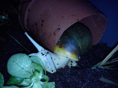 Purpurea 005.jpg