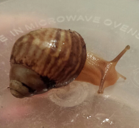 schneck.jpg