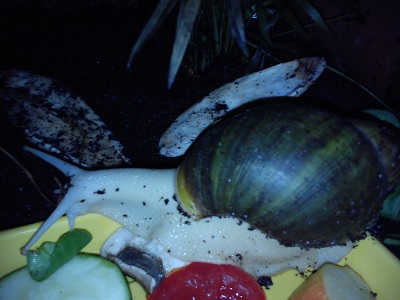 Purpurea 012.jpg