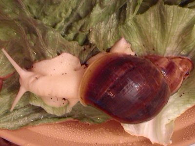 Purpurea 024.jpg