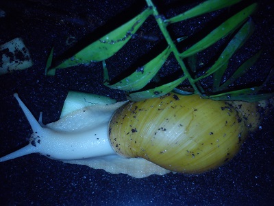 Schnecken 11 002.jpg