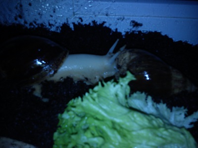 Schnecken 11 017.jpg