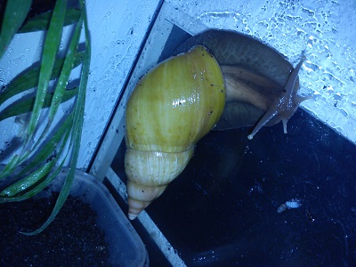 Schnecken 11 020.jpg