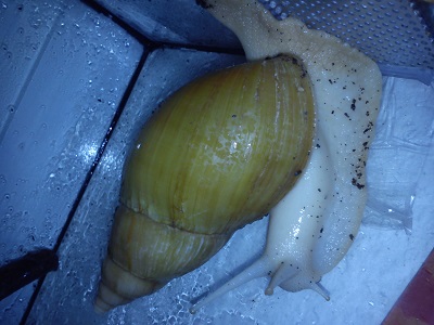 Schnecken 11 040.jpg