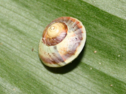 foto_dominica_schnecke.jpg