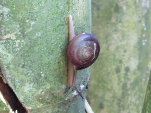 foto_stlucia_schnecke.jpg