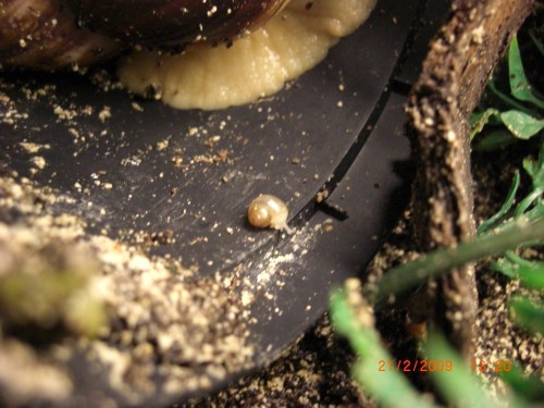 BABYS v WJ u Limmis 015.jpg