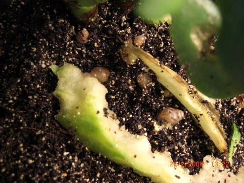 BABYS v WJ u Limmis 025.jpg