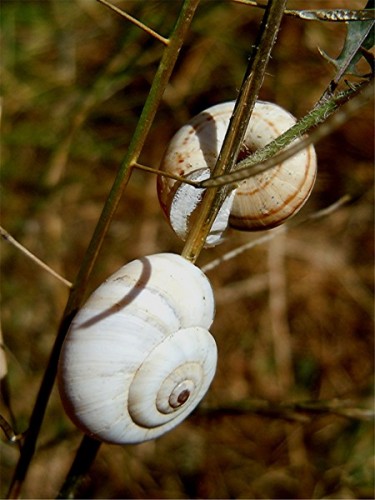 DSCN0920 Ausschnitt, Kontrast, Schärfe, klein.JPG