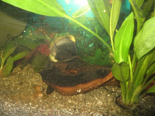 IMG_1203 - Kopie (2).JPG