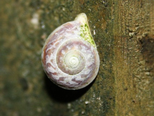 foto_dominica_schnecke2.jpg