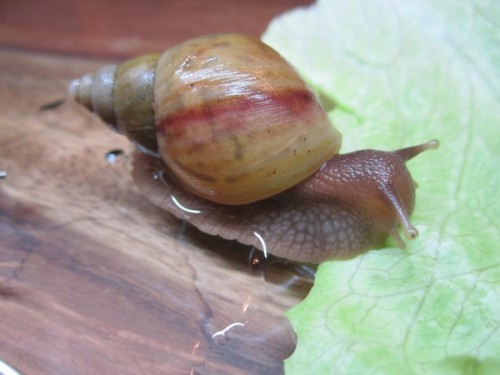 A.fulica rodatzi 1.jpg