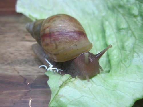 A.fulica rodatzi 2.jpg