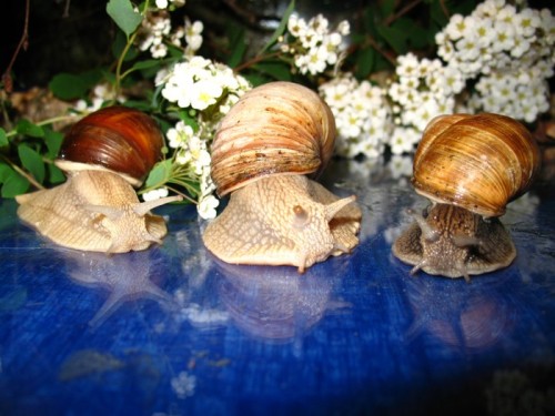 Helix pomatia Trio, adult.jpg