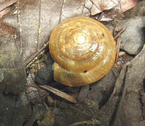 Schnecke ... Uvalica 2 13.2.6..JPG