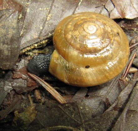 Schnecke ... Uvalica 3 13.2.6..JPG