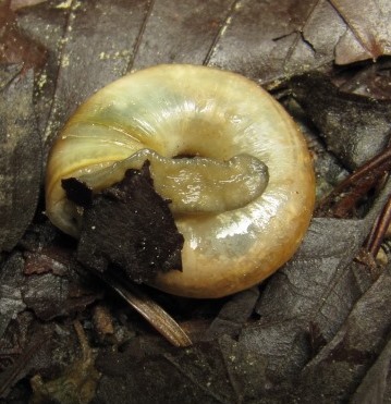 Schnecke ... Uvalica 4 13.2.6..JPG